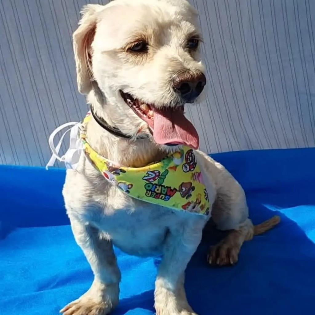 Charles, cachorro de porte pequeno para adoção em São Paulo - SP — foto 4 de 8