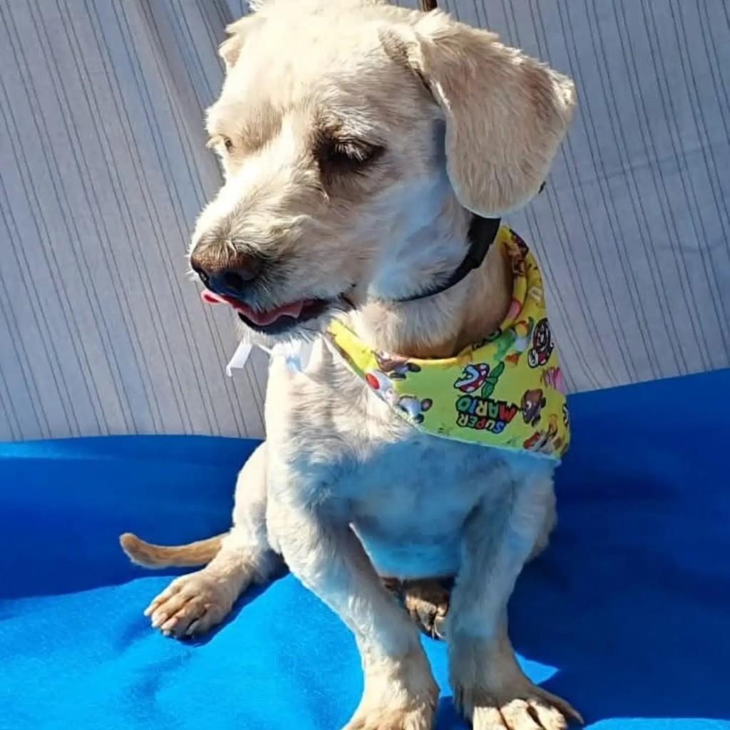 Charles, cachorro de porte pequeno para adoção em São Paulo - SP — foto 5 de 8
