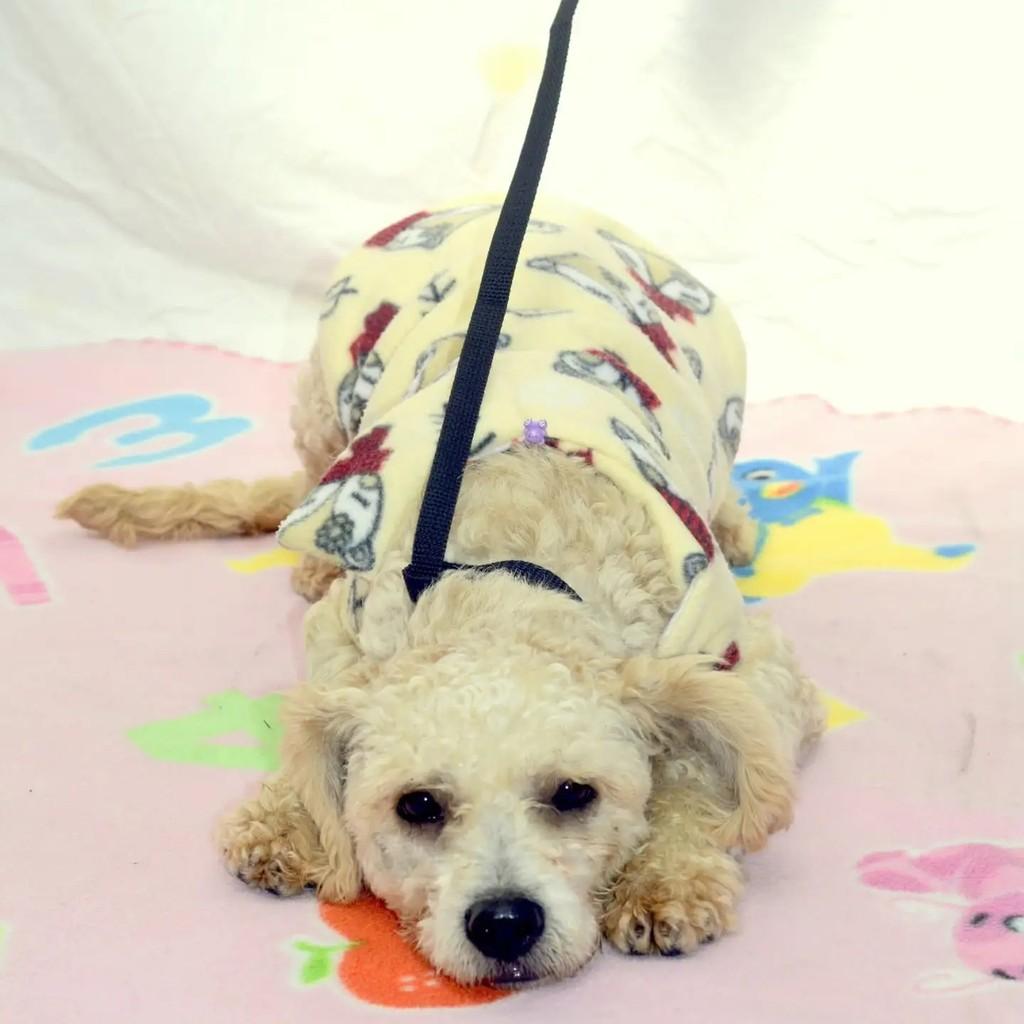 Pépe, cachorro de porte pequeno para adoção em São Paulo - SP