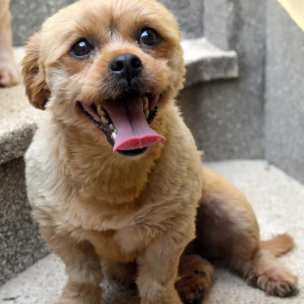 Scooby, cachorro de porte pequeno para adoção em São Paulo - SP