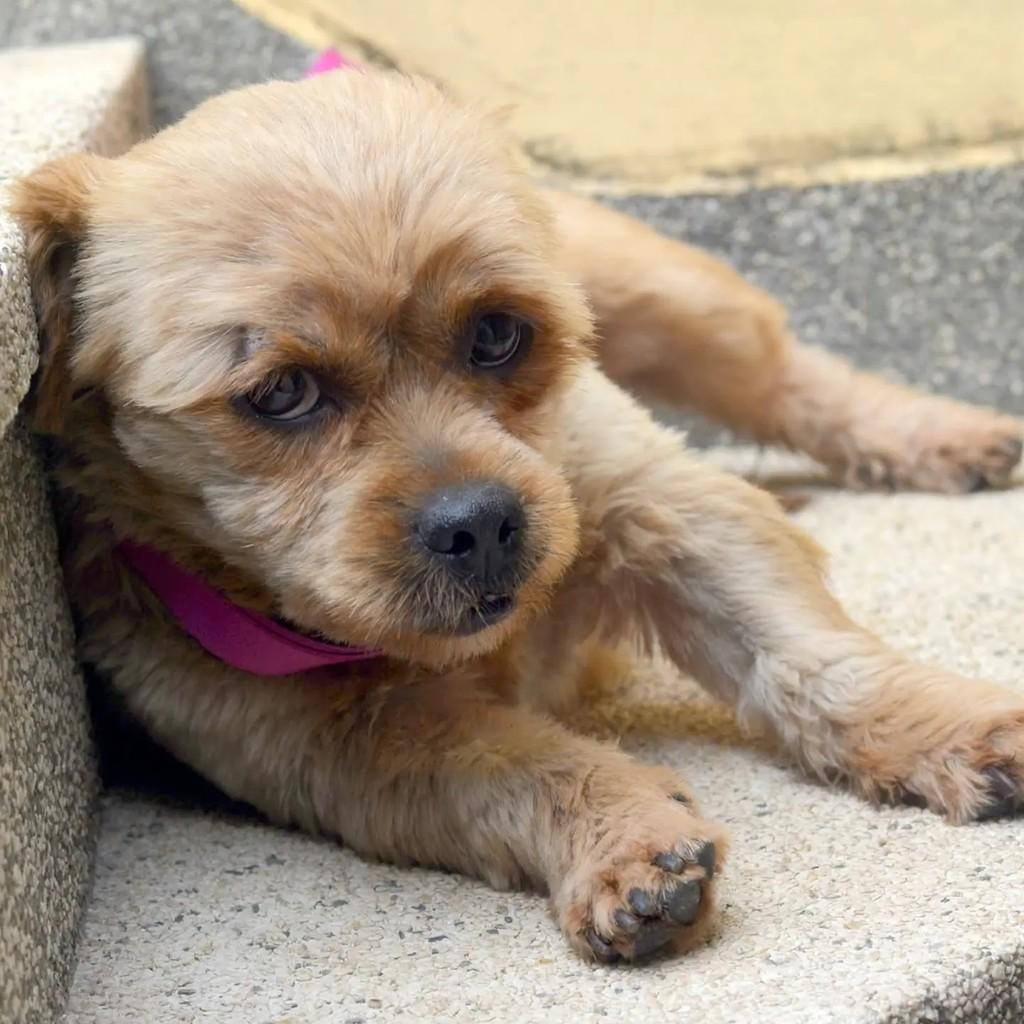 Scooby, cachorro de porte pequeno para adoção em São Paulo - SP — foto 2 de 9