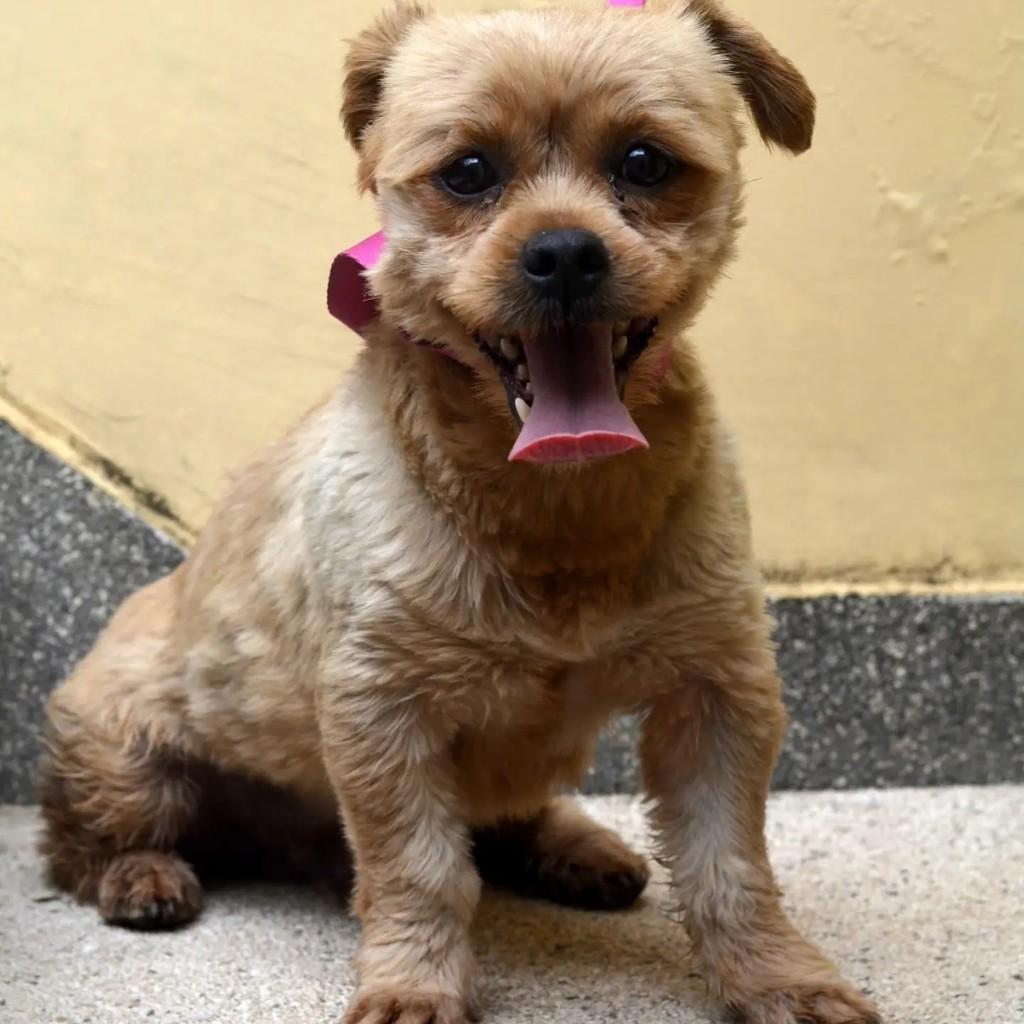 Scooby, cachorro de porte pequeno para adoção em São Paulo - SP — foto 3 de 9