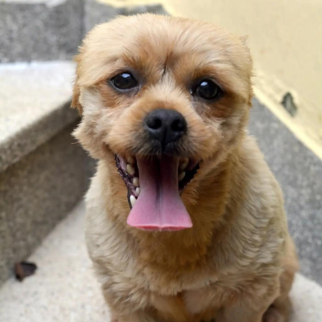 Scooby, cachorro de porte pequeno para adoção em São Paulo - SP — foto 4 de 9