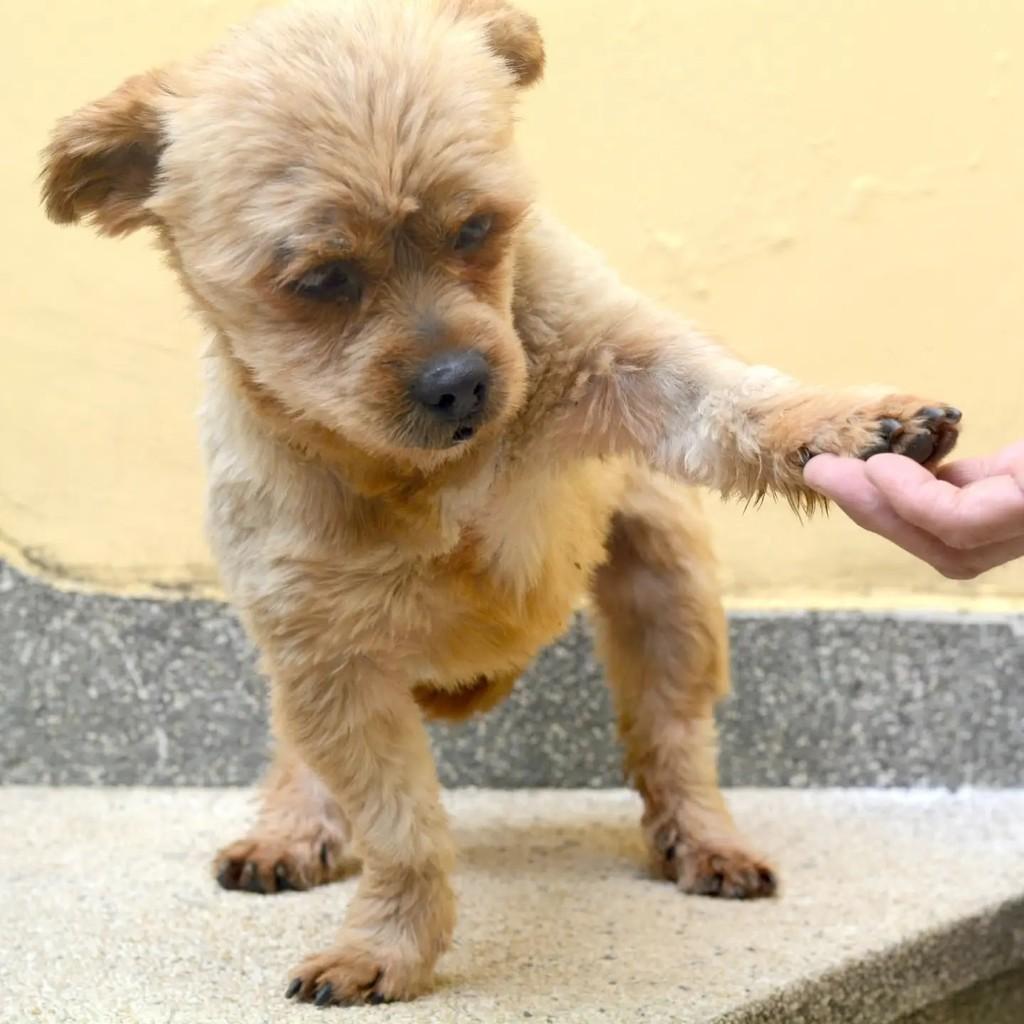 Scooby, cachorro de porte pequeno para adoção em São Paulo - SP — foto 5 de 9