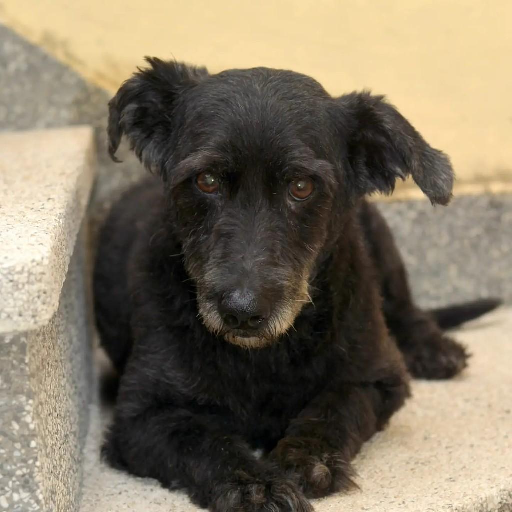 Duque, cachorro de porte pequeno para adoção em São Paulo - SP