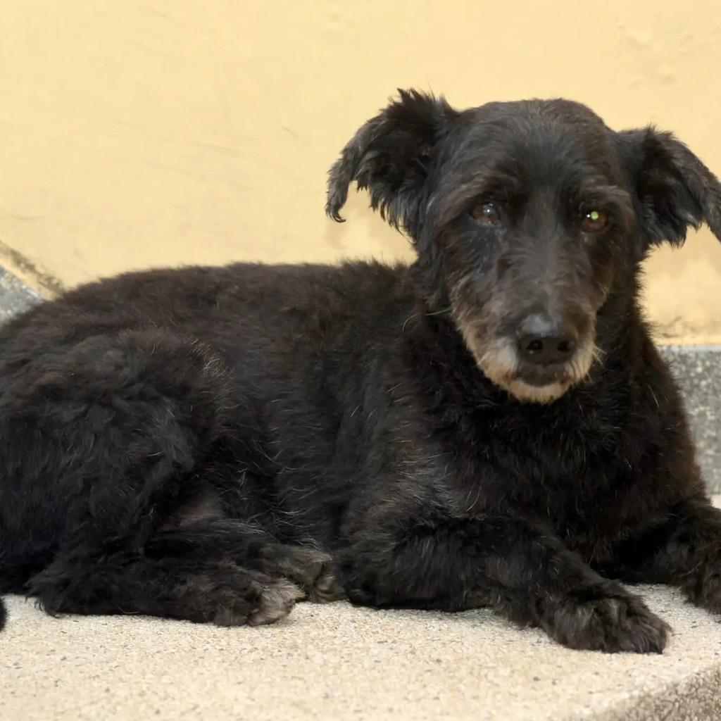 Duque, cachorro de porte pequeno para adoção em São Paulo - SP — foto 2 de 9