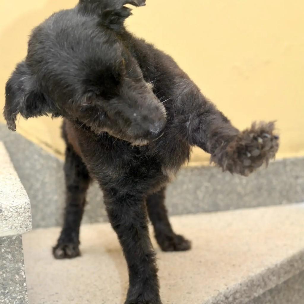 Duque, cachorro de porte pequeno para adoção em São Paulo - SP — foto 3 de 9