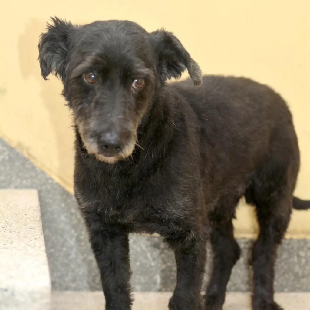 Duque, cachorro de porte pequeno para adoção em São Paulo - SP — foto 4 de 9