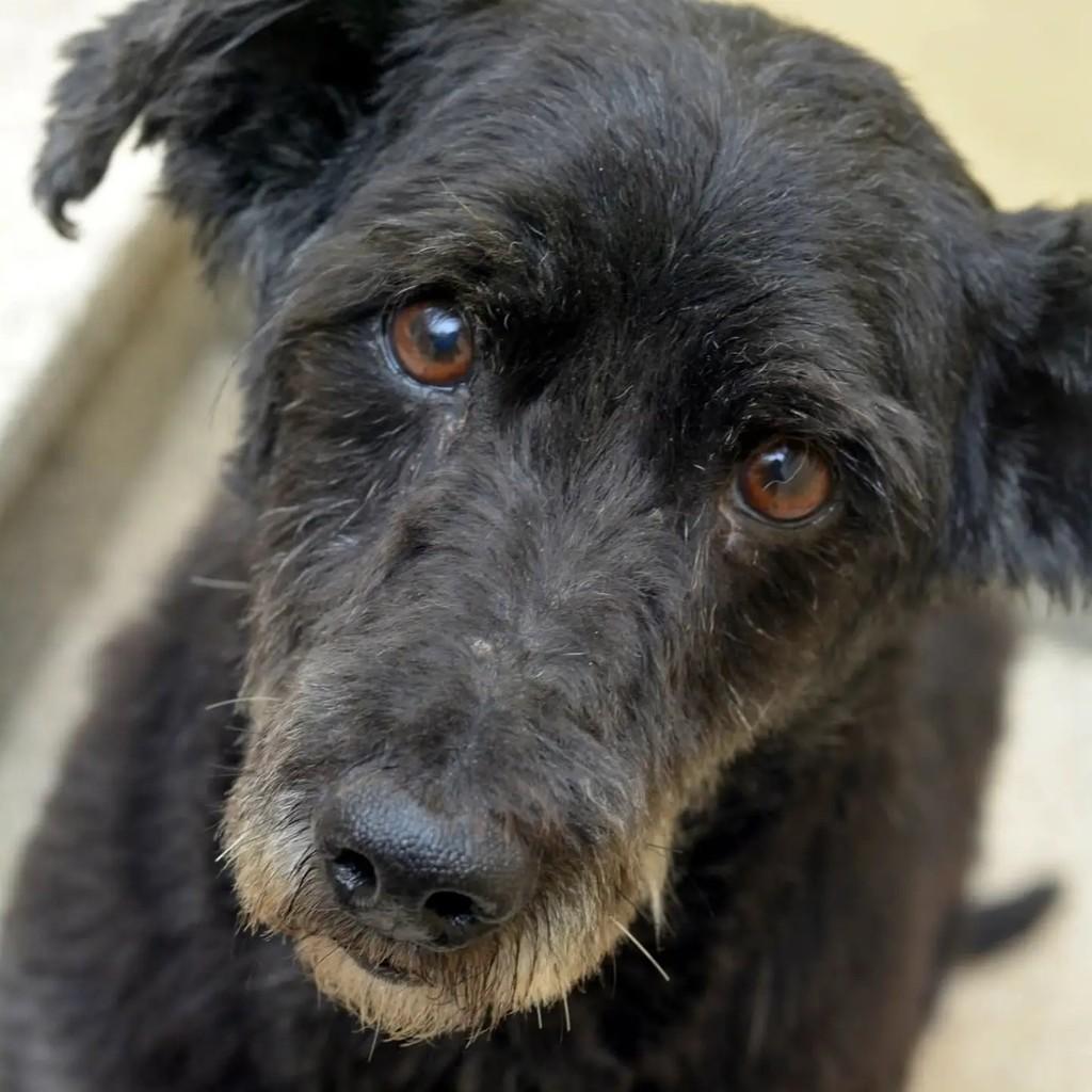 Duque, cachorro de porte pequeno para adoção em São Paulo - SP — foto 5 de 9