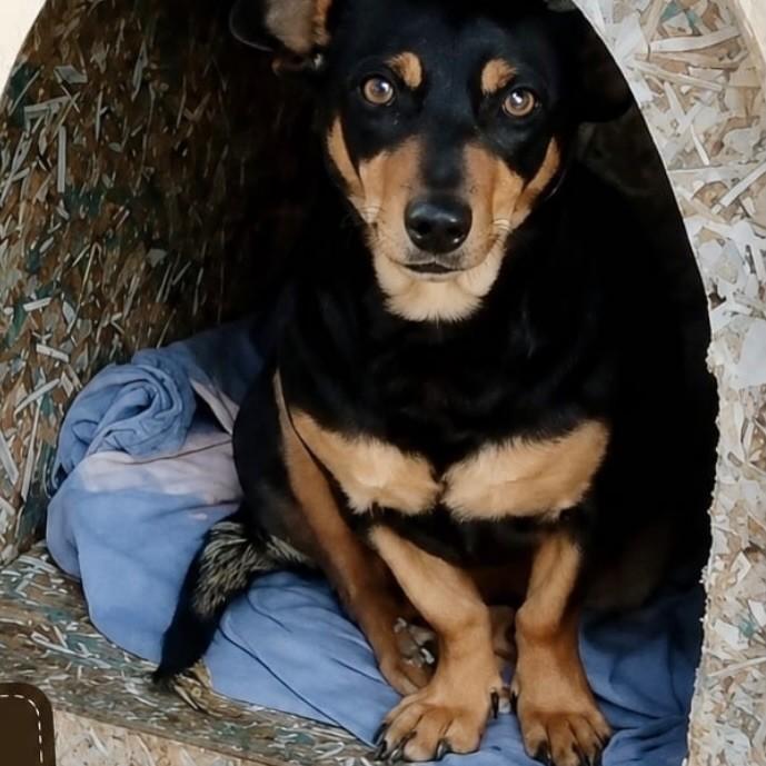 Juju, cadela de porte médio para adoção em Piumhi - MG