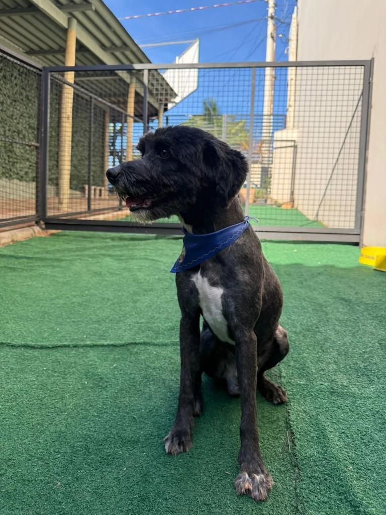 Nico, cachorro de porte pequeno para adoção em Erechim - RS