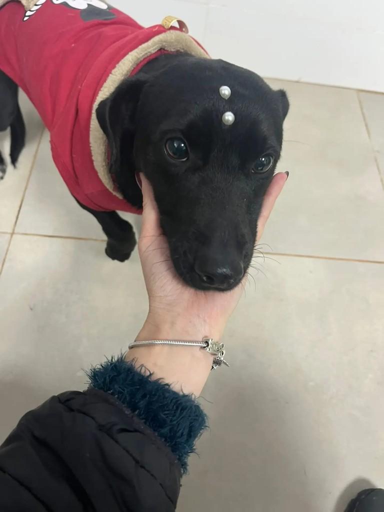 Mamis, cachorro de porte pequeno para adoção em Erechim - RS