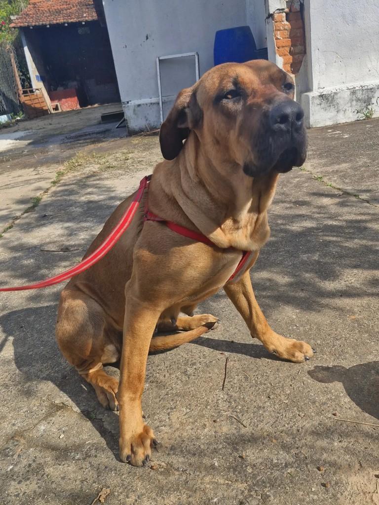 Princesa, cachorro de porte médio para adoção em Indaiatuba - SP