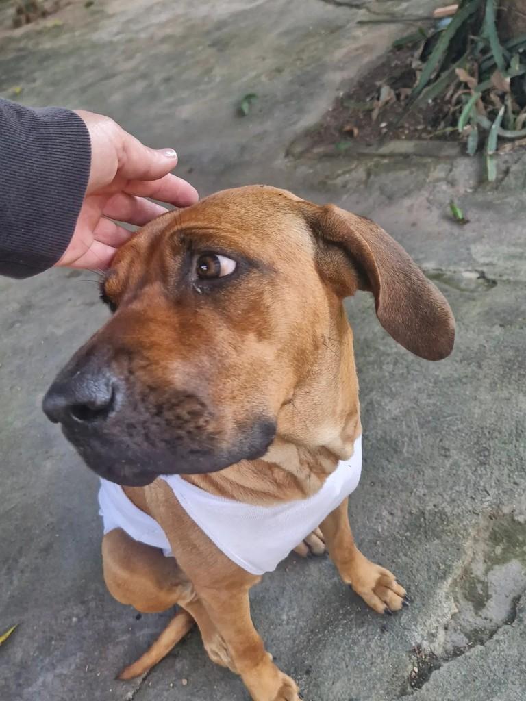 Princesa, cachorro de porte médio para adoção em Indaiatuba - SP — foto 2 de 4
