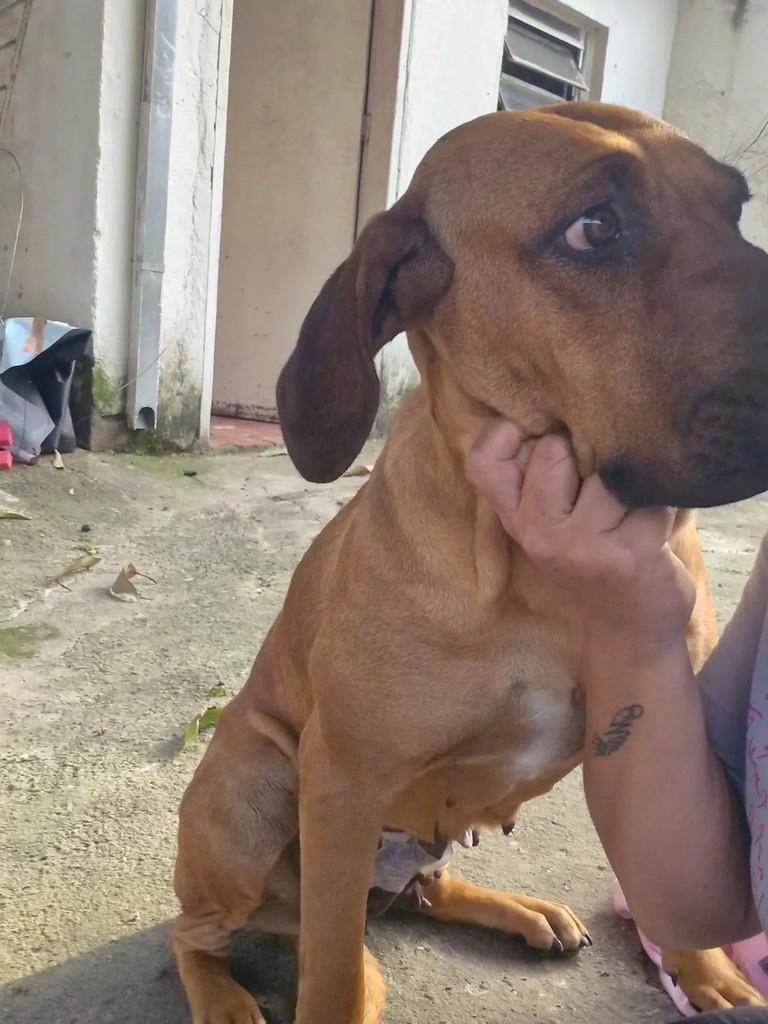 Princesa, cachorro de porte médio para adoção em Indaiatuba - SP — foto 3 de 4