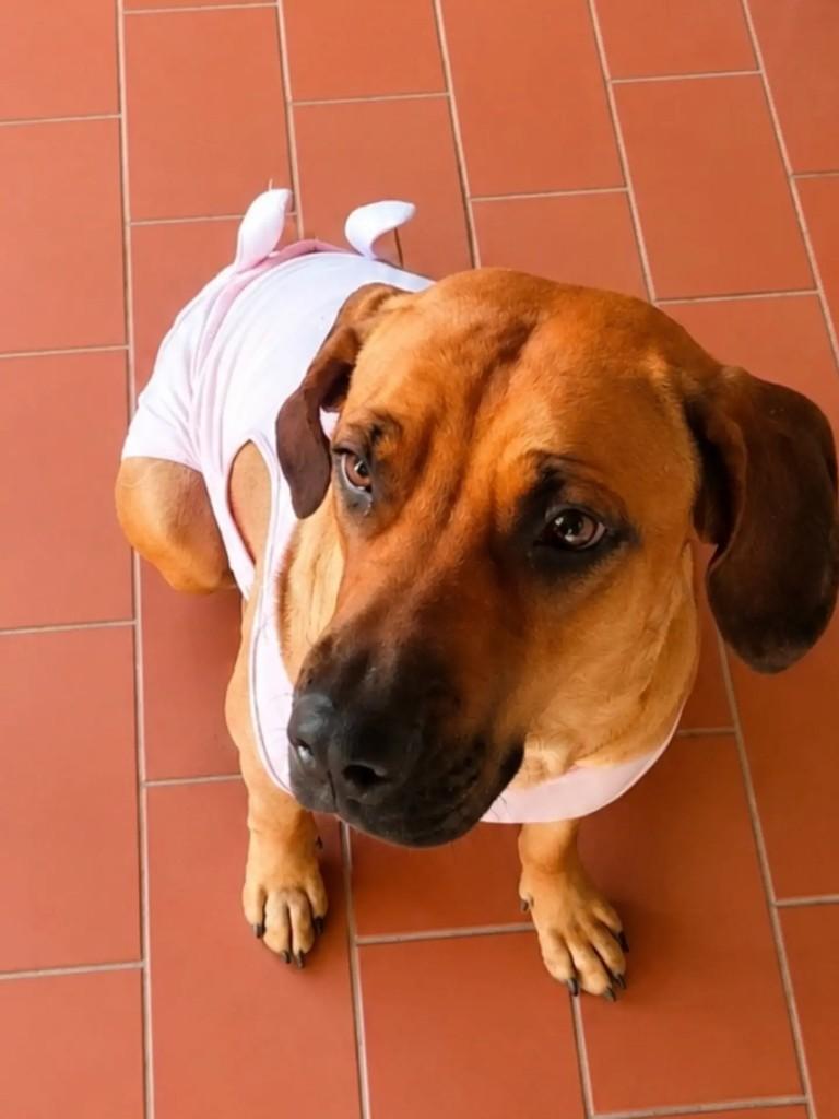 Princesa, cachorro de porte médio para adoção em Indaiatuba - SP — foto 4 de 4