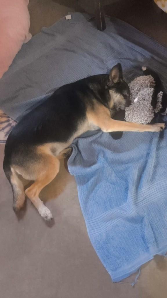Maike, cachorro de porte médio para adoção em Indaiatuba - SP