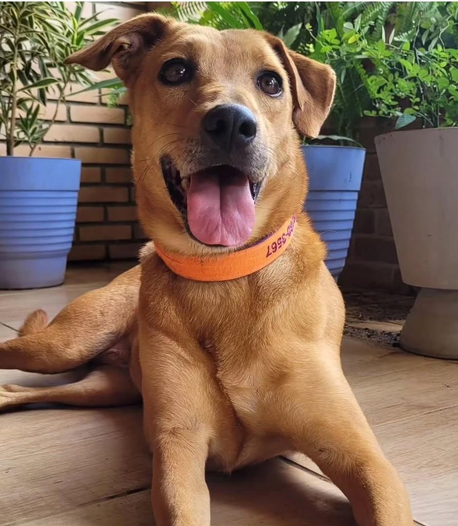 Costelinha, cadela de porte médio para adoção em Brasília - DF