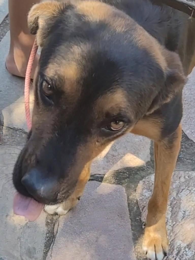 Marlon, cachorro de porte médio para adoção em Brasília - DF