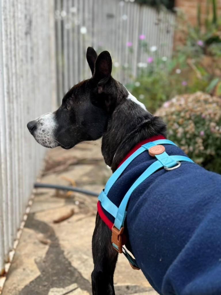 Azul, cachorro de porte médio para adoção em Brasília - DF