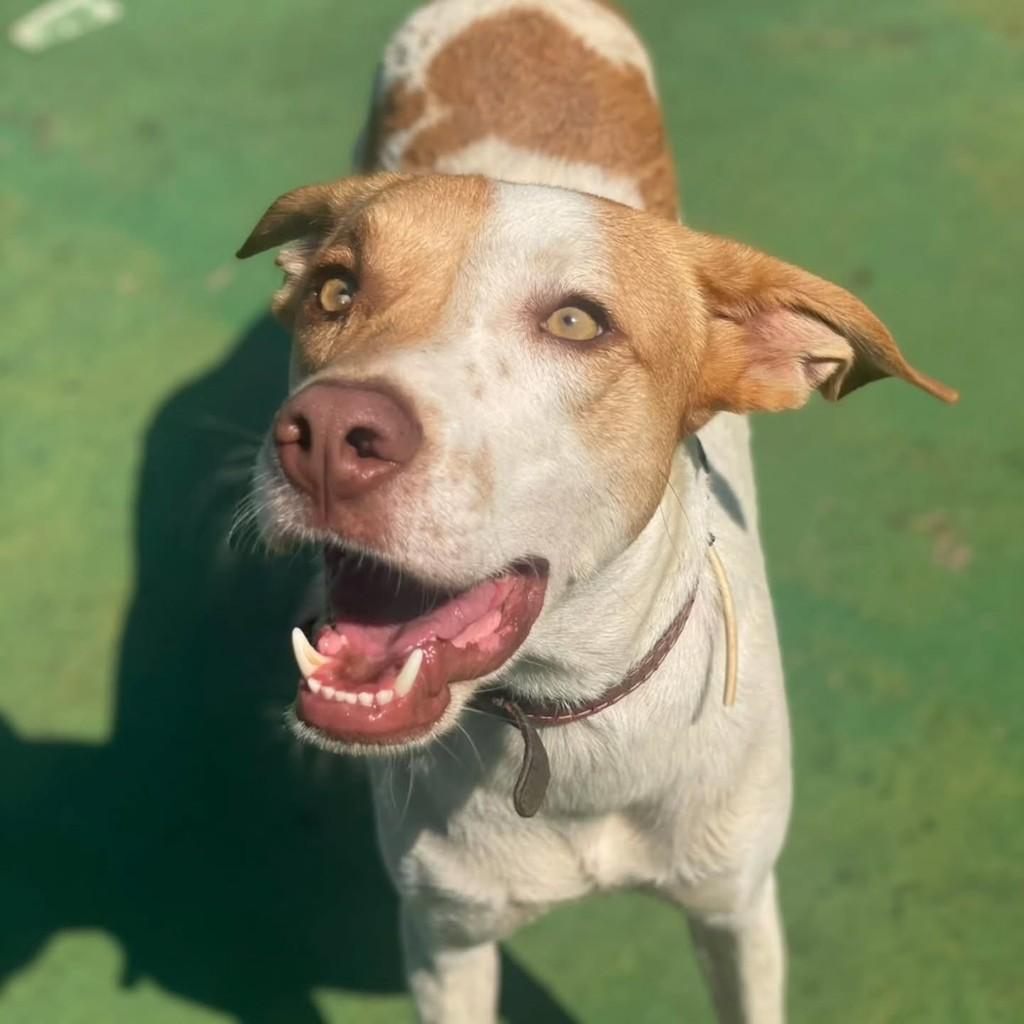 Fábio, cachorro de porte médio para adoção em Brasília - DF