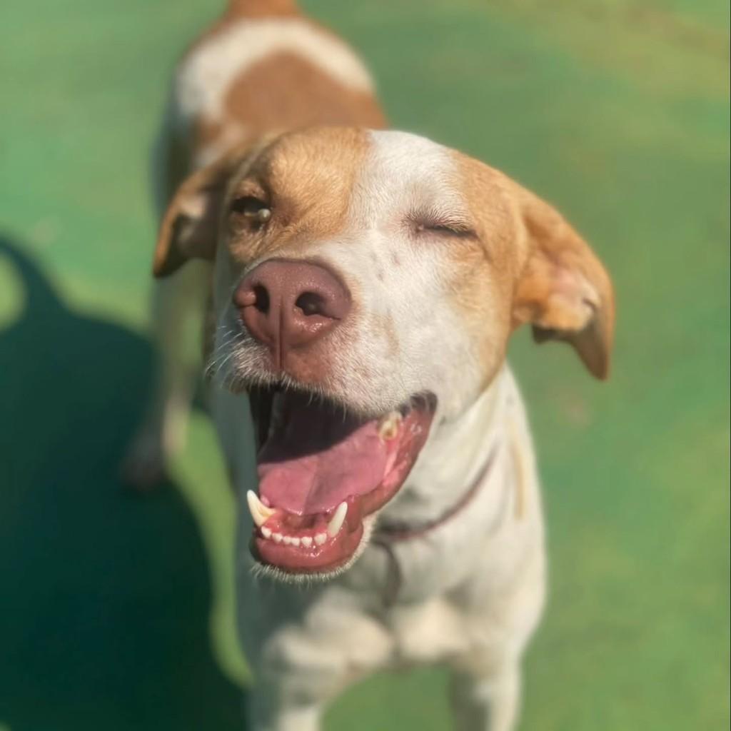 Fábio, cachorro de porte médio para adoção em Brasília - DF — foto 2 de 4