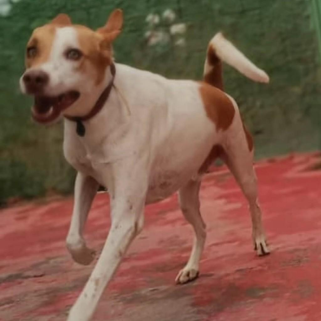 Fábio, cachorro de porte médio para adoção em Brasília - DF — foto 3 de 4