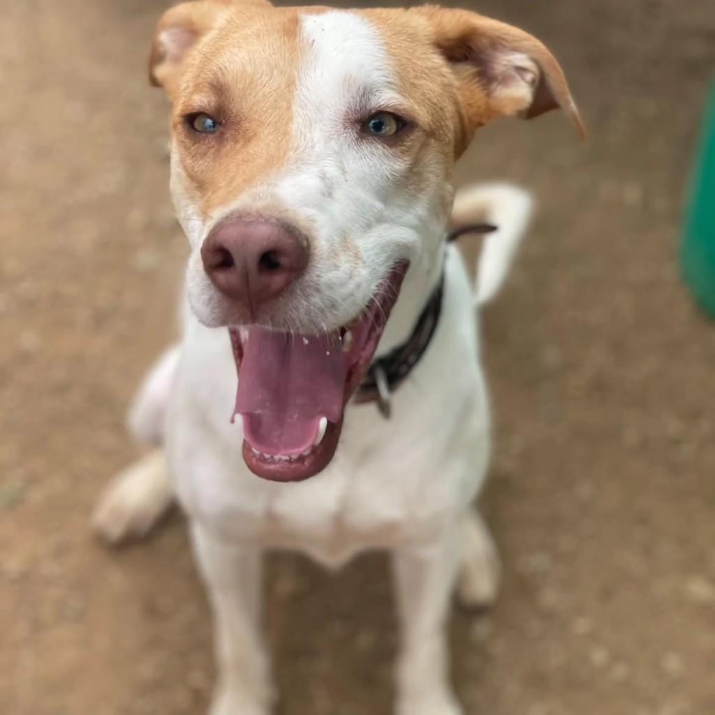 Fábio, cachorro de porte médio para adoção em Brasília - DF — foto 4 de 4