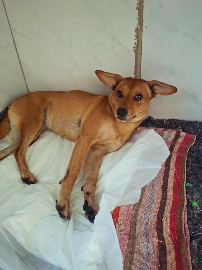 Laika, cadela de porte médio para adoção em Porto Alegre - RS