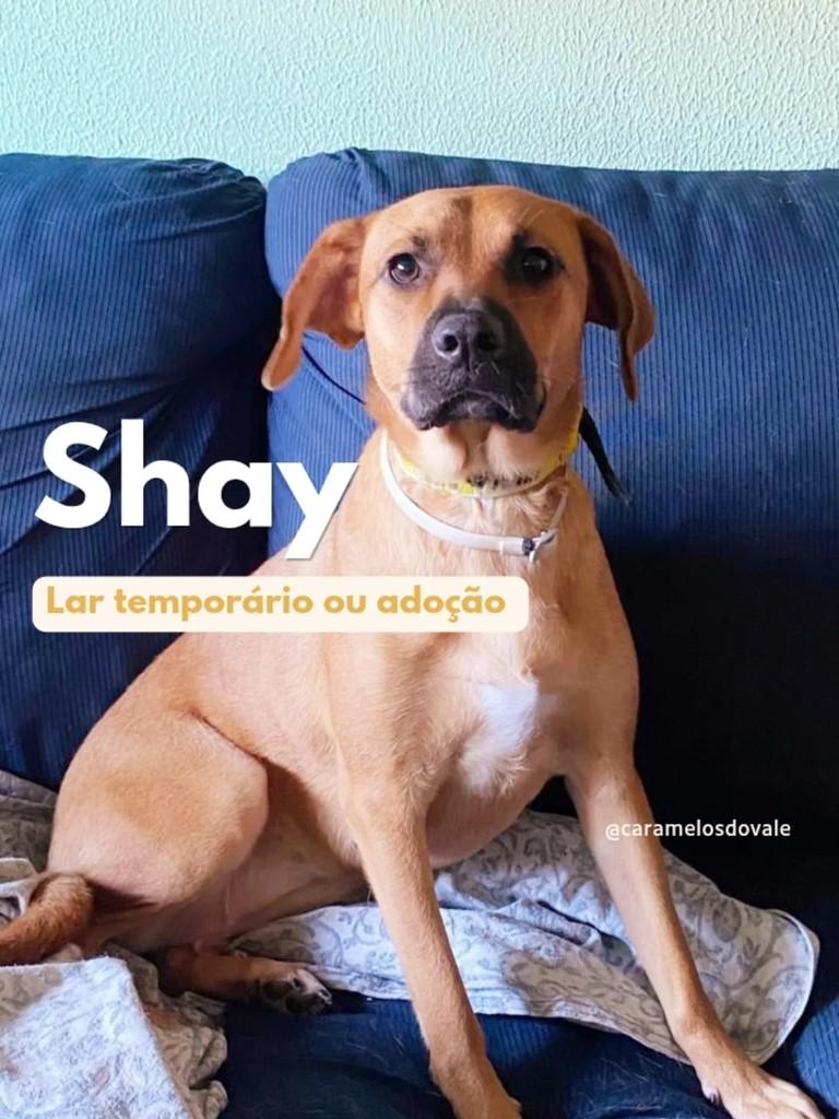 Shay, cachorro de porte médio para adoção em Porto Alegre - RS