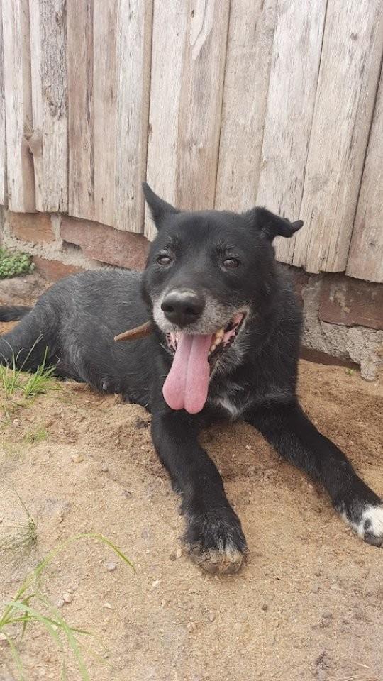 Juliano, cachorro de porte médio para adoção em Porto Alegre - RS