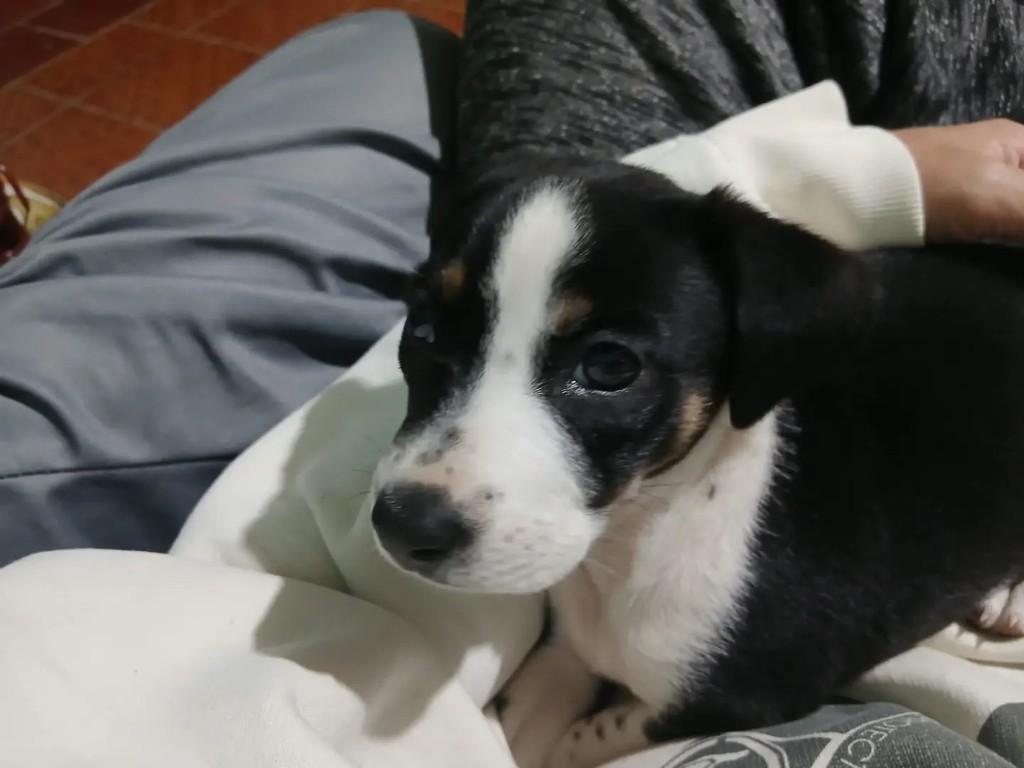 Fiore, cadela de porte pequeno para adoção em Porto Alegre - RS — foto 2 de 8