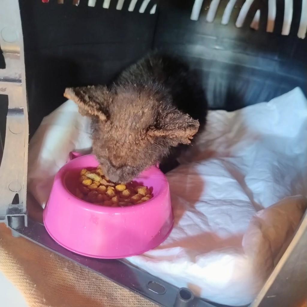 Pretinho, gato de porte pequeno para adoção em Manacapuru - AM