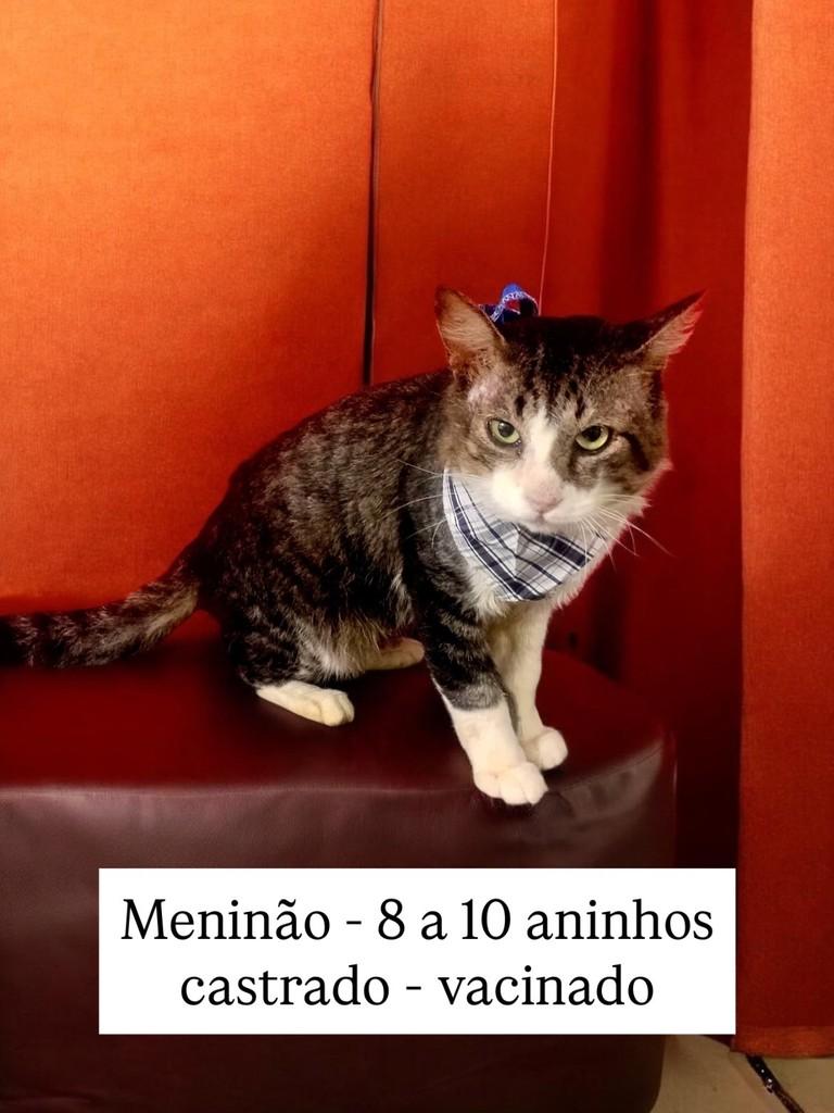 Meninão, gato de porte médio para adoção em São Paulo - SP