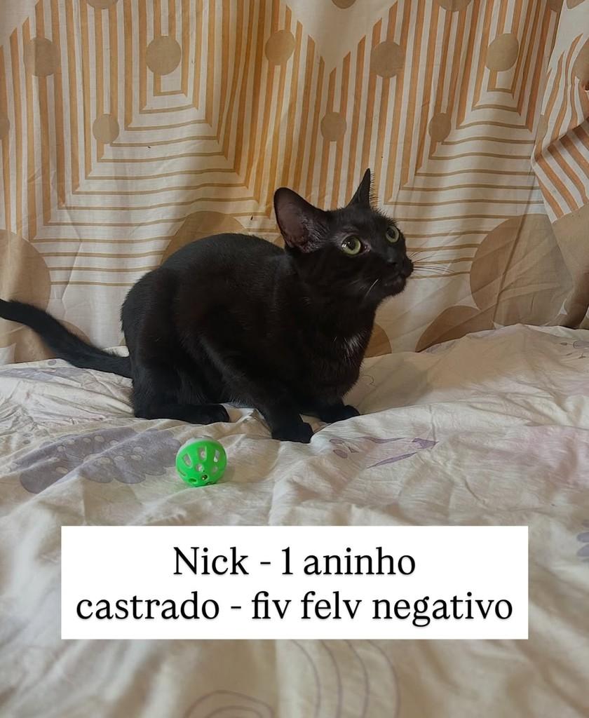 Nick, gato para adoção em São Paulo - SP
