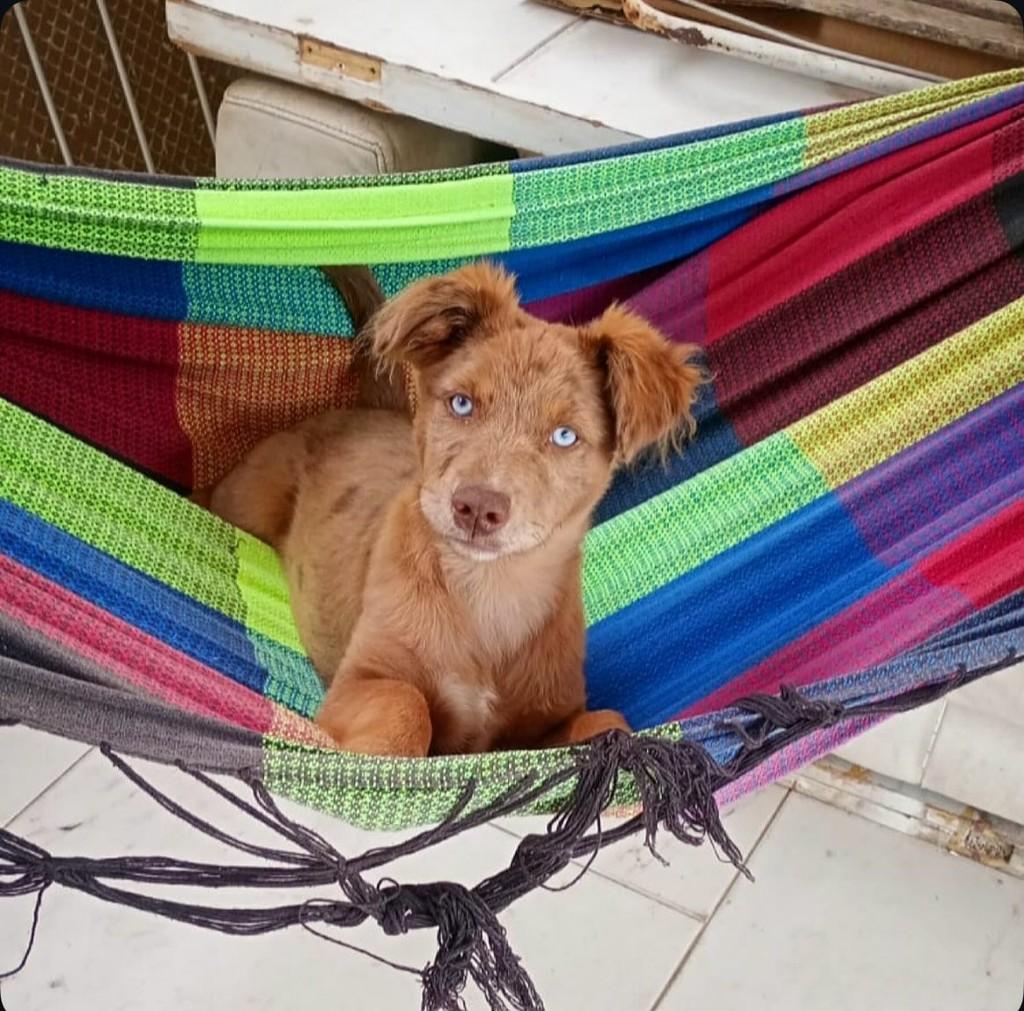Maia, cachorro de porte médio para adoção em São Paulo - SP