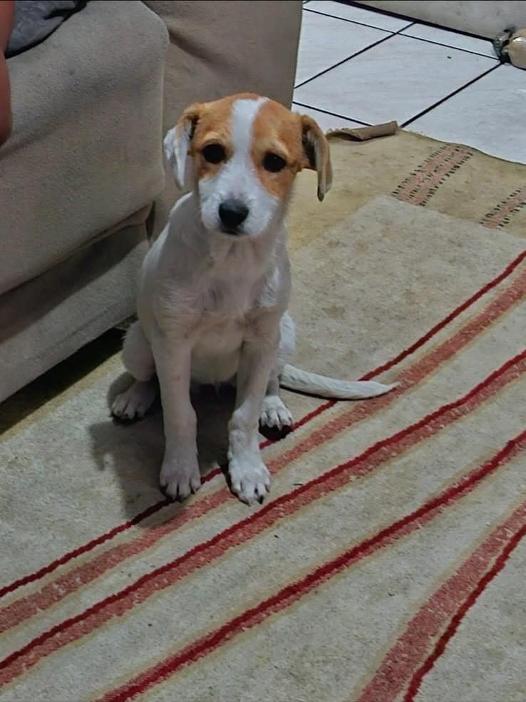 Melzinha, cachorro de porte pequeno para adoção em São Paulo - SP