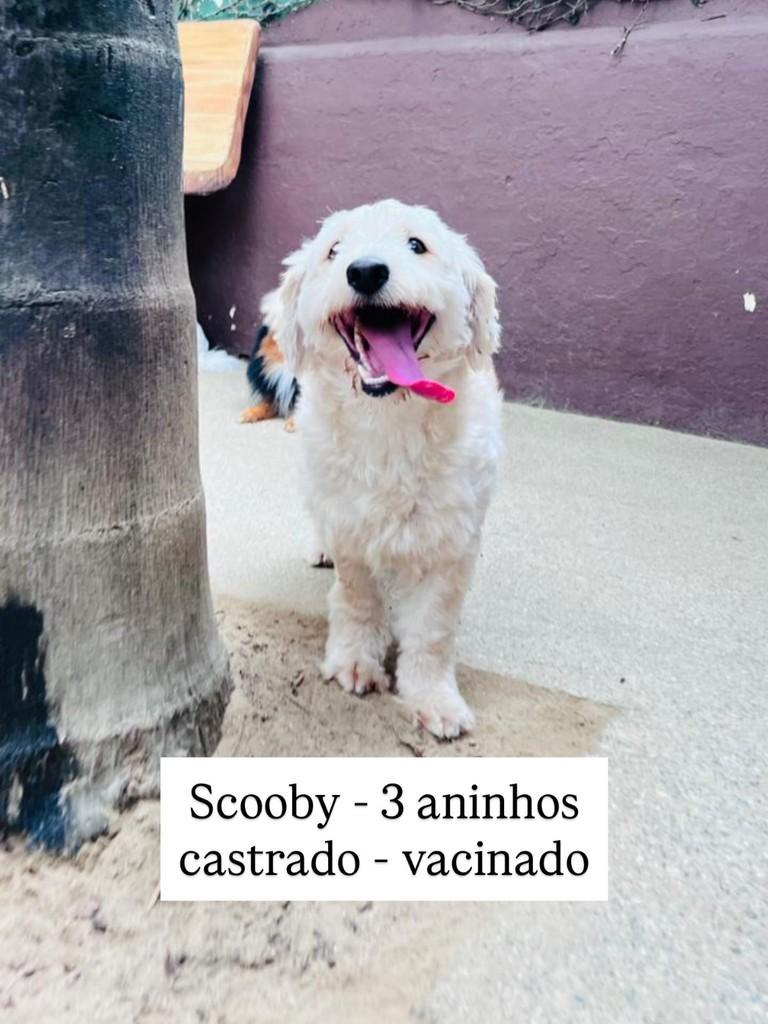 Scooby, cachorro de porte médio para adoção em São Paulo - SP