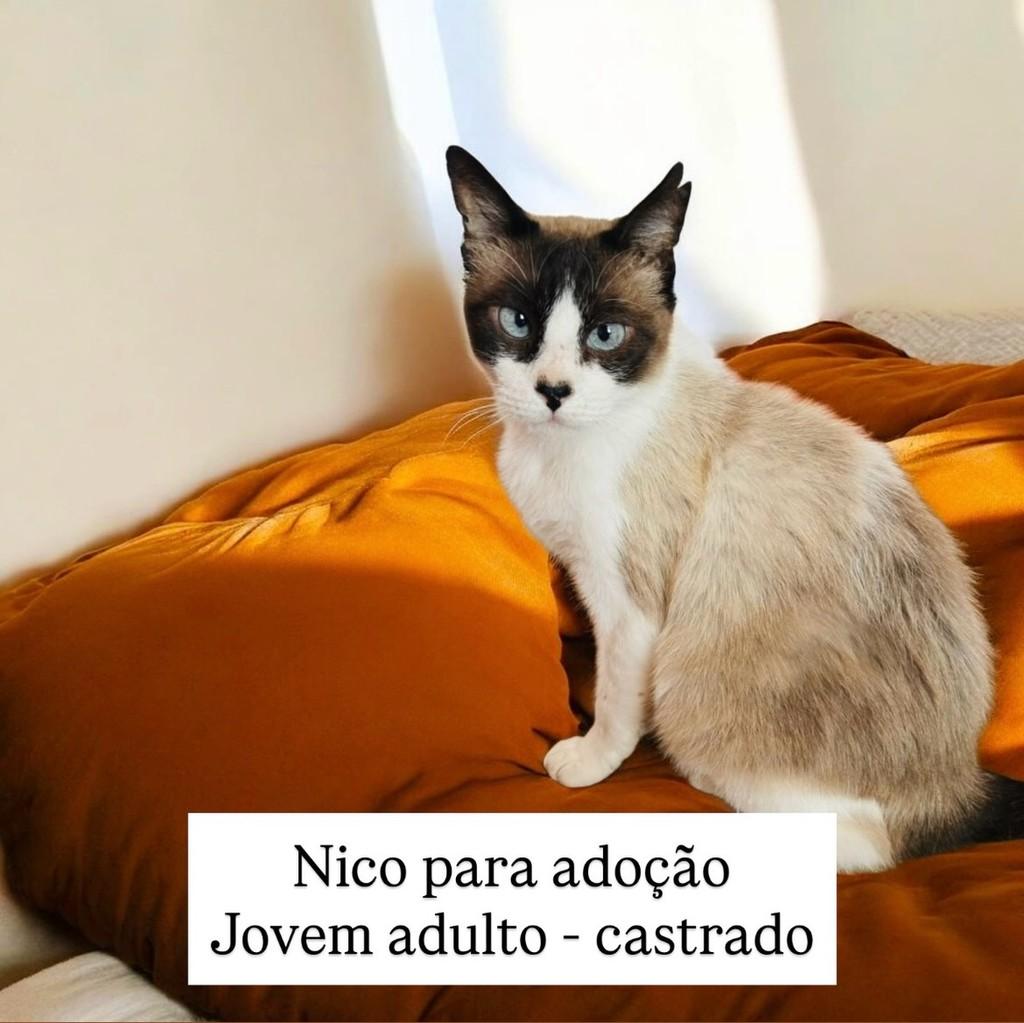 Nico, gato para adoção em São Paulo - SP