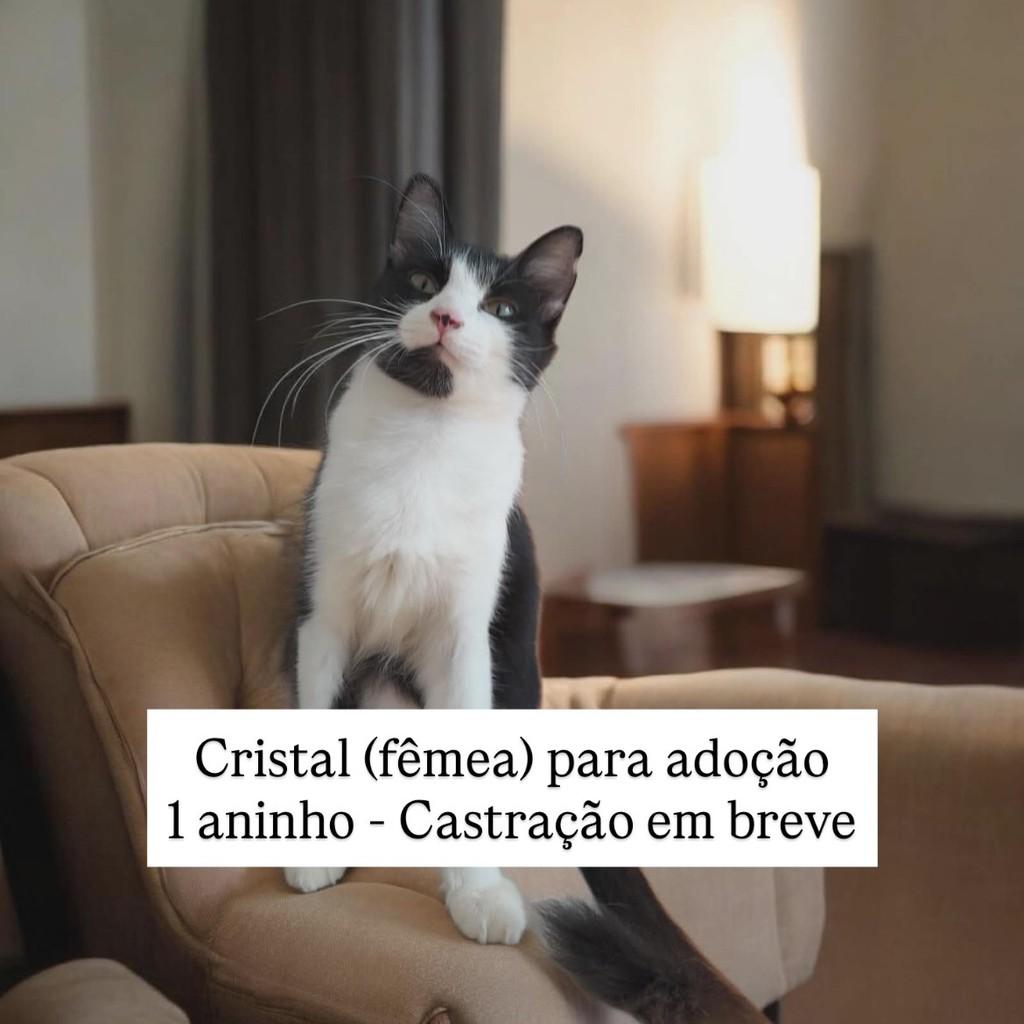 Cristal, gata para adoção em São Paulo - SP