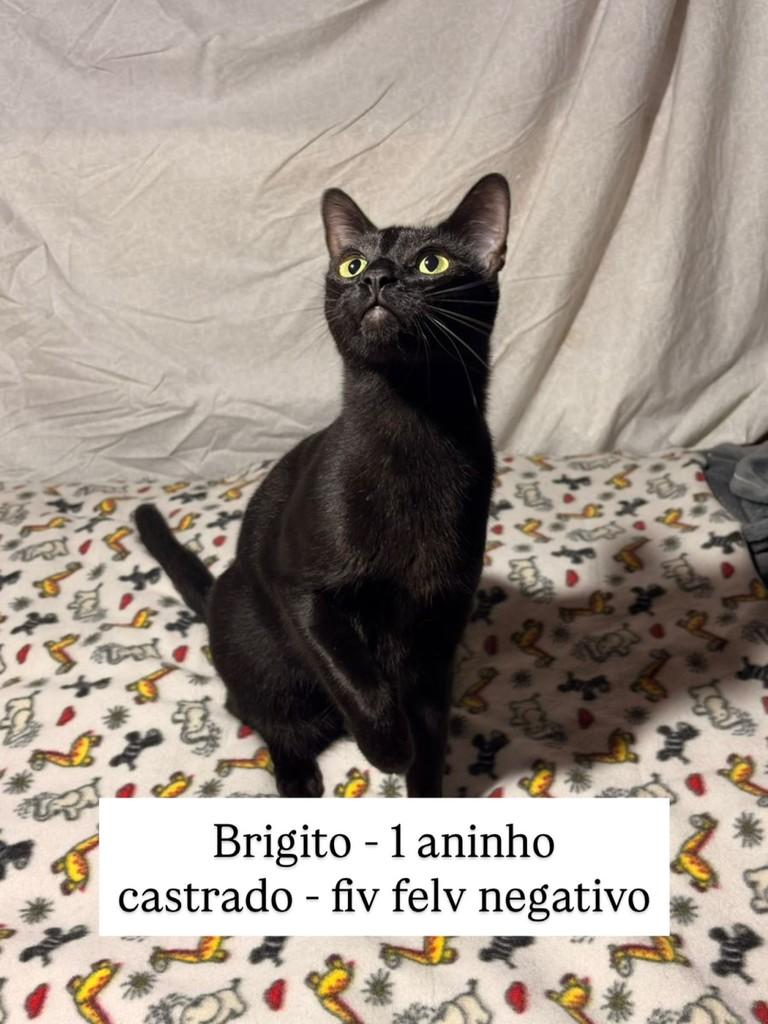 Pretinho, gato de porte médio para adoção em São Paulo - SP