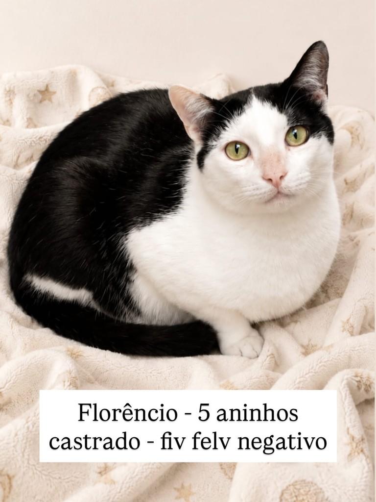 Florêncio, gato de porte médio para adoção em São Paulo - SP