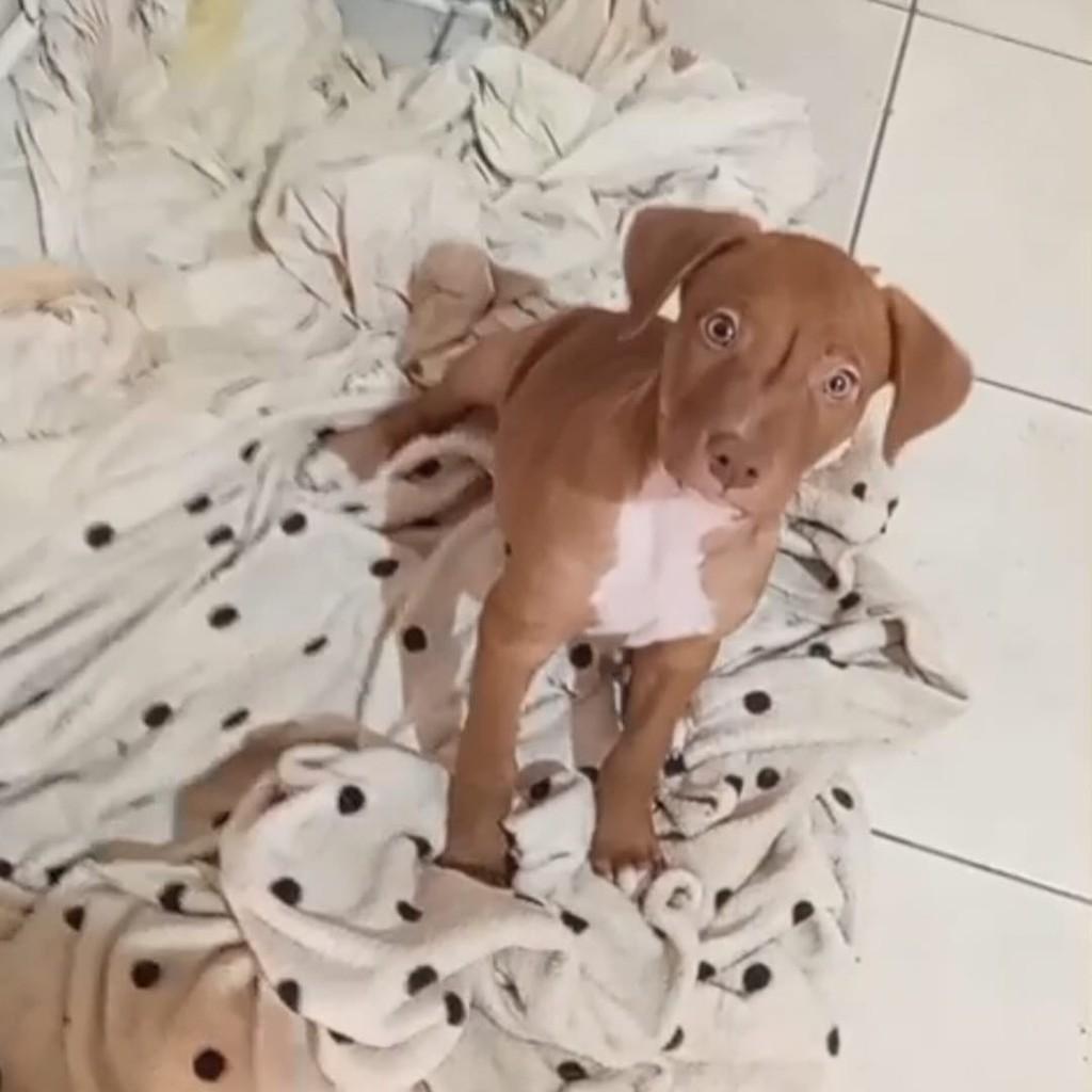 Logan, cachorro de porte pequeno para adoção em São Paulo - SP