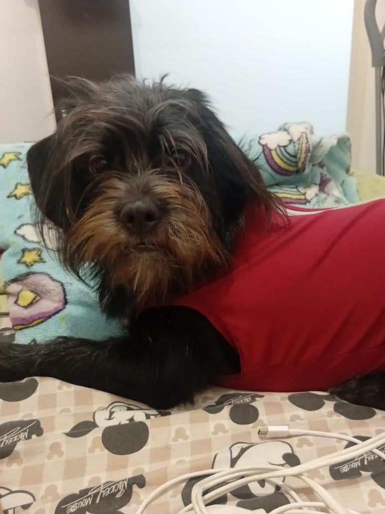 Maya, cadela de porte médio para adoção em São Paulo - SP