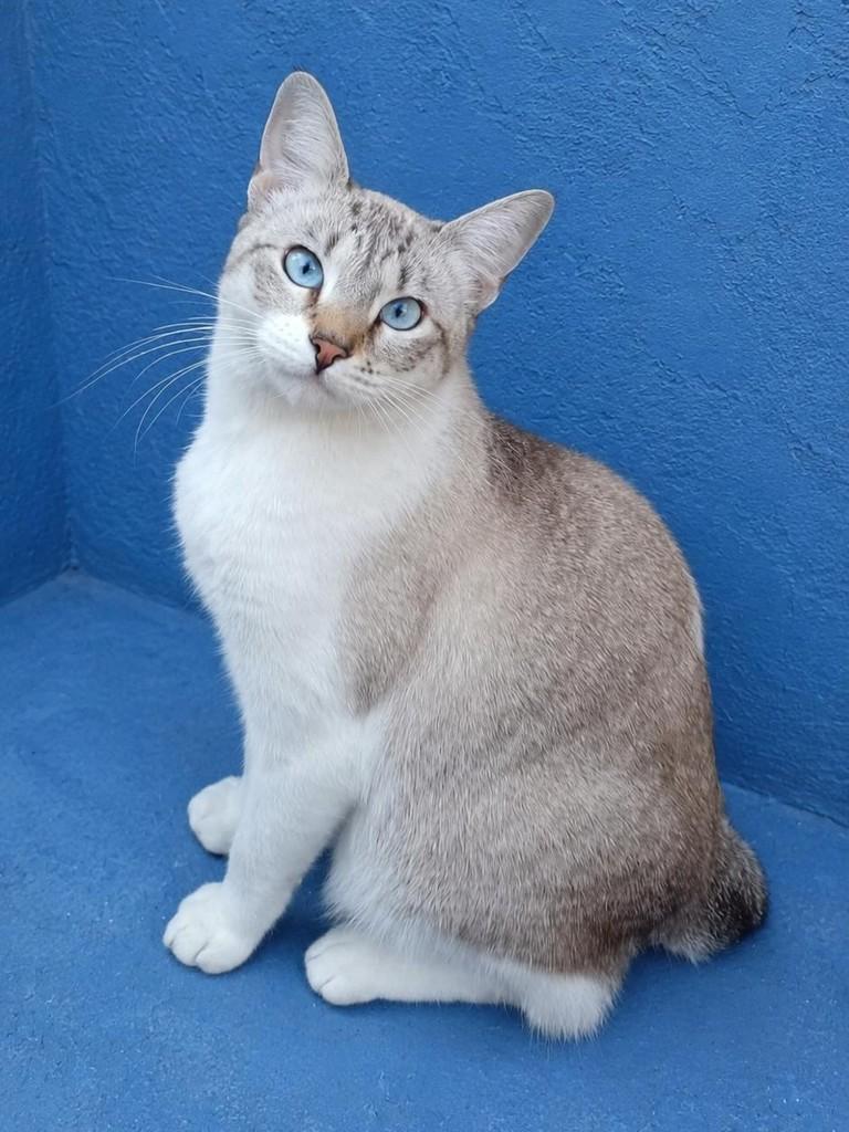 Bella, gato de porte médio para adoção em São Paulo - SP