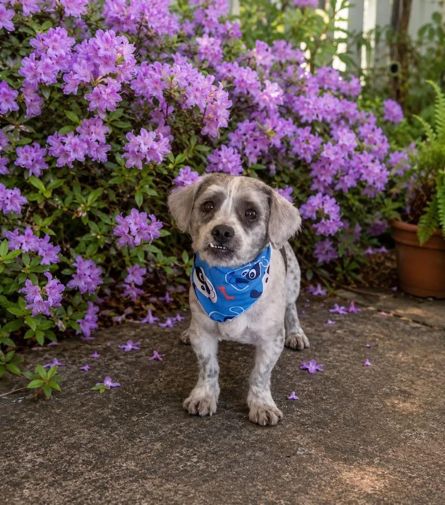 Thomaz, cachorro de porte médio para adoção em São Paulo - SP