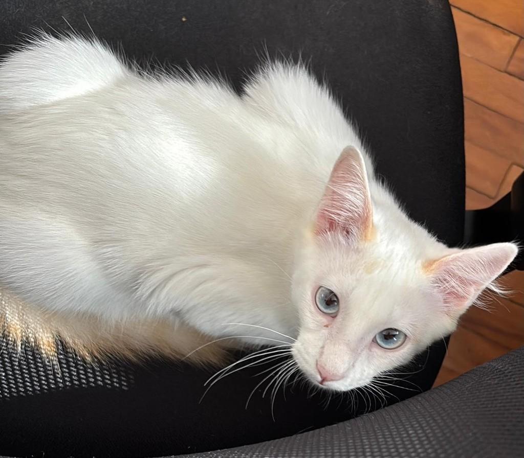 Leone, gato para adoção em São Paulo - SP
