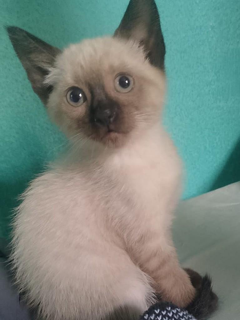 Jujuba, gata de porte pequeno para adoção em São Paulo - SP