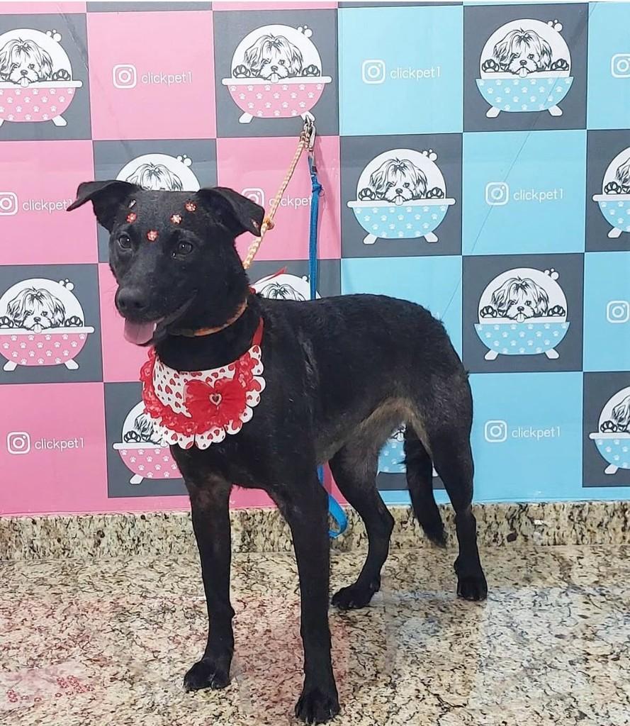 Julien💜, cachorro de porte pequeno para adoção em São Paulo - SP