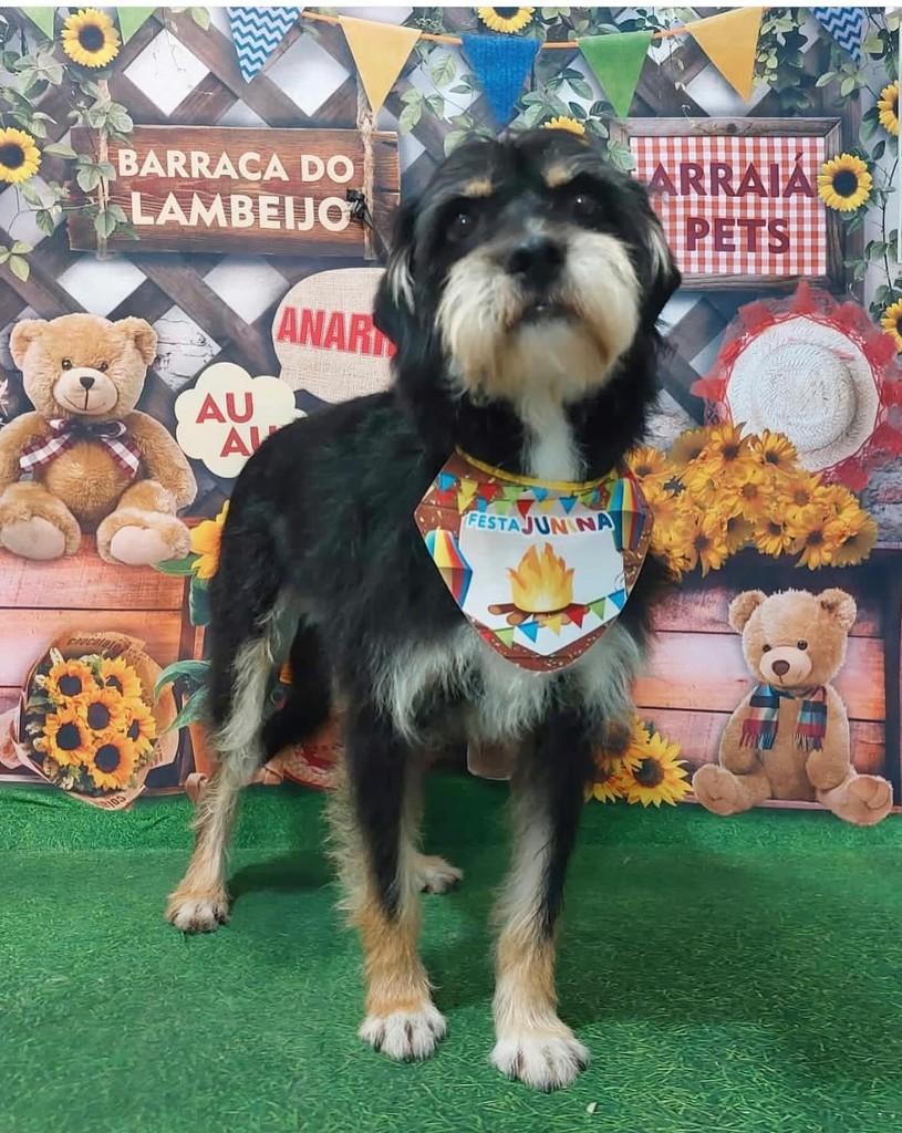 Toty, cachorro de porte médio para adoção em São Paulo - SP